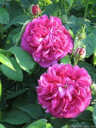 'Charles de Mills' rose photo