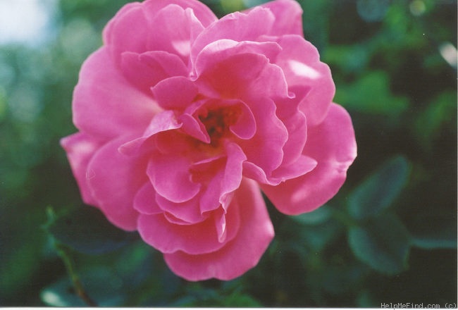 'Halali' rose photo