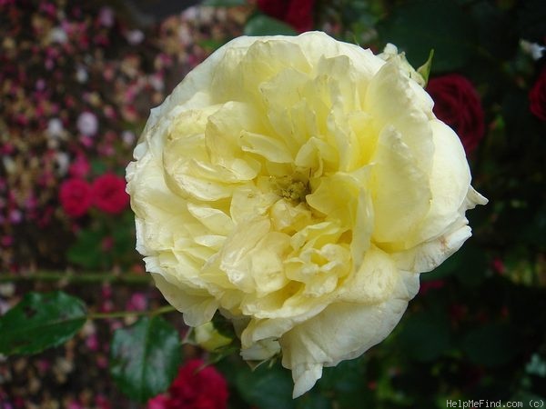 'Coupe d'Or (climber, Barbier, 1930)' rose photo