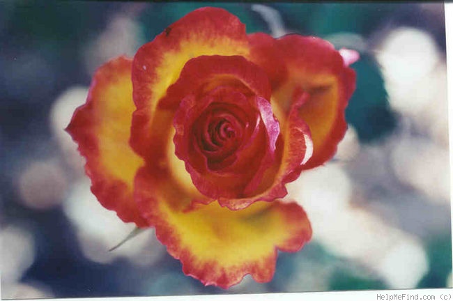'Polo Club ™' rose photo