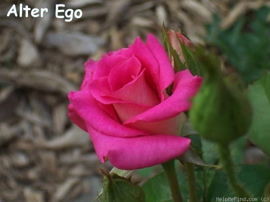 'Alter Ego' rose photo