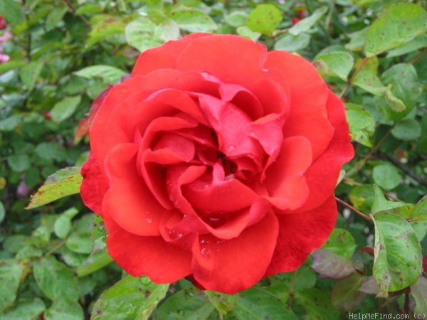 'Shalom ®' rose photo