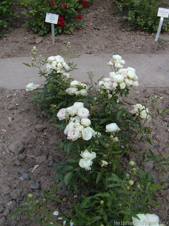 'White Margo Koster' rose photo