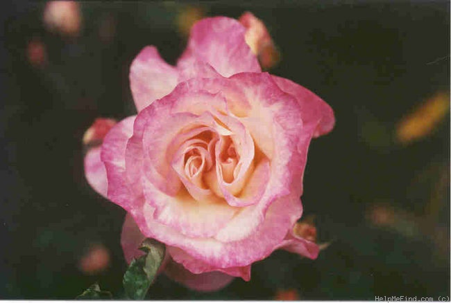 ‘Souvenir de Victor Hugo’ Rose