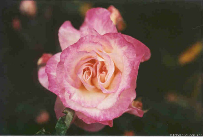 'Souvenir de Victor Hugo (tea, Bonnaire, 1883)' rose photo