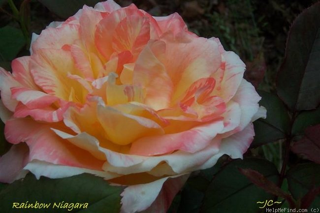 'Rainbow Niagara' rose photo
