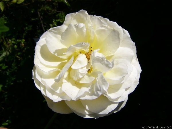 'Juliette Greco ®' rose photo