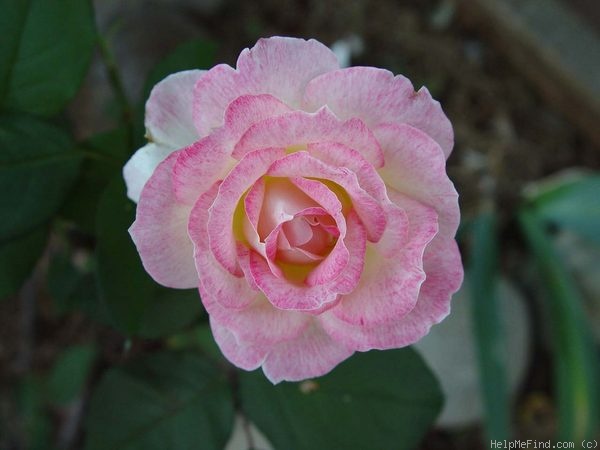 'Fragrant Lace ™' rose photo