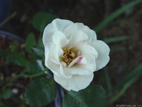 'Silver Dawn (shrub, Viraraghavan 2005)' rose photo