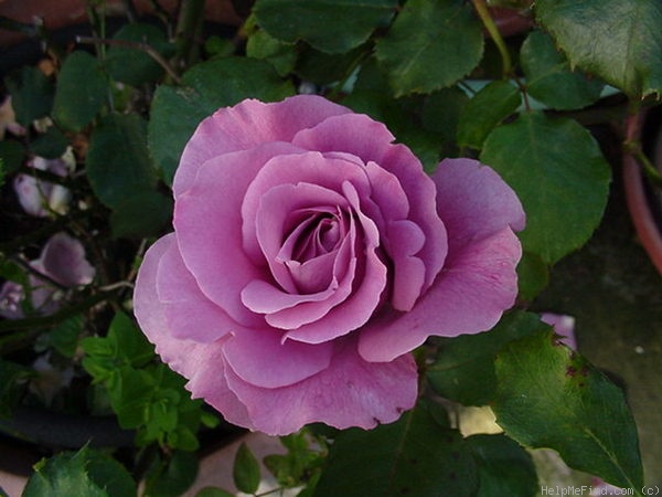 'Angel Face (floribunda, Swim & Weeks 1968)' rose photo