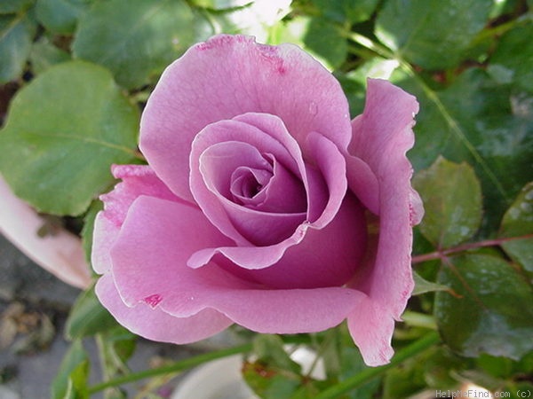 'Angel Face (floribunda, Swim & Weeks 1968)' rose photo