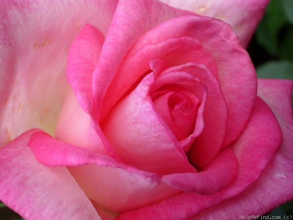 'Wimi' rose photo