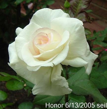 'Seil'  photo