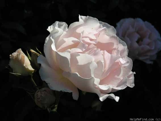 'TANokor' rose photo