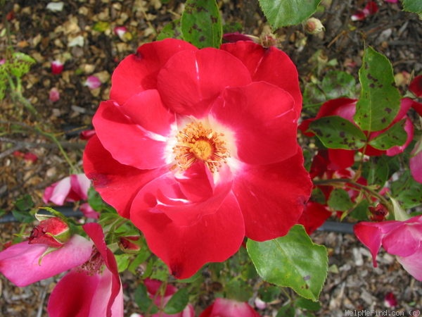 'Rendan' rose photo