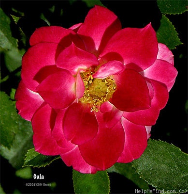 'Gala (miniature, Saville, 1998)' rose photo