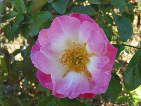 'Erfurt' rose photo