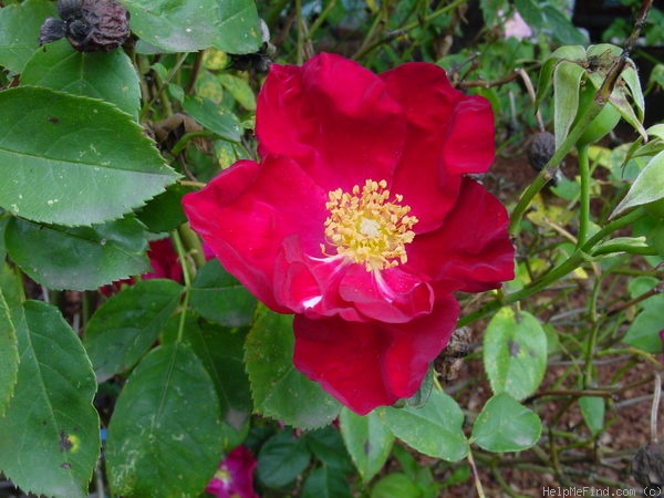 'Magenta Floorshow' rose photo
