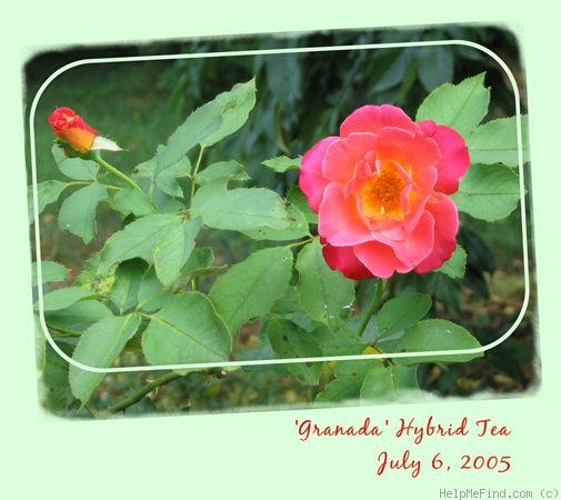 'Granada (hybrid tea, Lindquist, 1963)' rose photo
