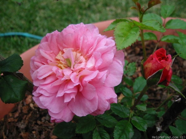 'Christopher Marlowe' rose photo