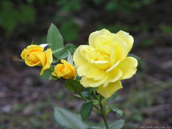 'Radiant Perfume ™' rose photo