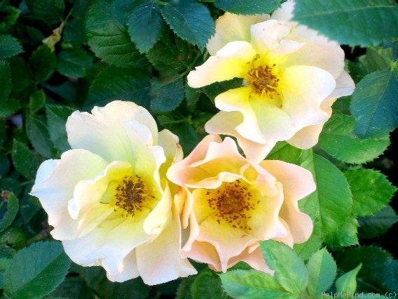 'Morden Sunrise (Shrub, Collicutt, 1991)' rose photo