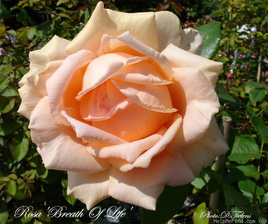 'Breath of Life (Large Flowered Climber, Harkness, 1980)' rose photo