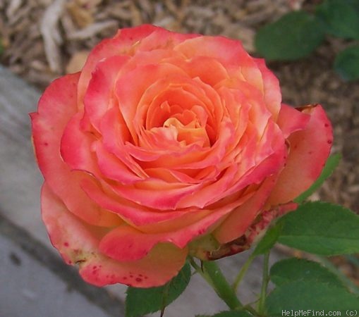 'Yankee Doodle ®' rose photo