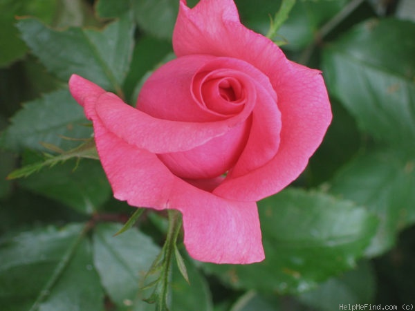 'Aromatherapy ™' rose photo