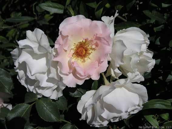 'TANokor' rose photo
