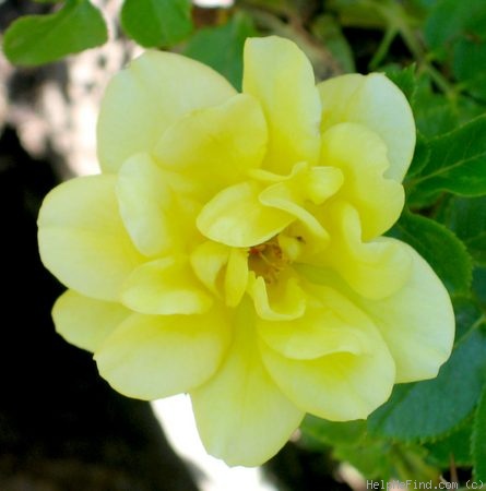 'Yellow Jacket' rose photo