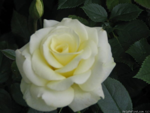 'Lime Sublime ™' rose photo