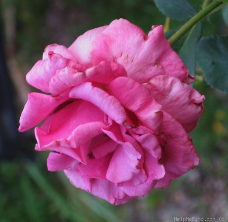 'Shi-un' rose photo