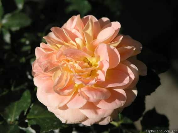 'Concerto (shrub, Meilland, 1995)' rose photo