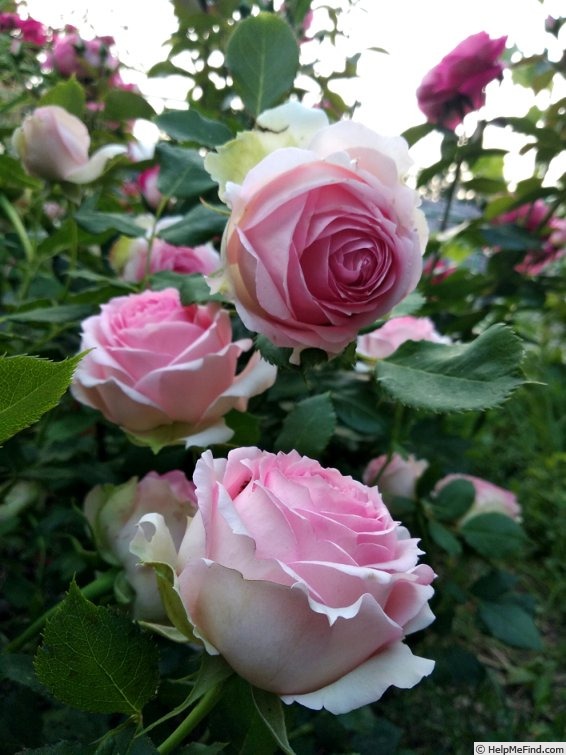 'First Lady® (florists' rose, Tantau, 2005)' rose photo