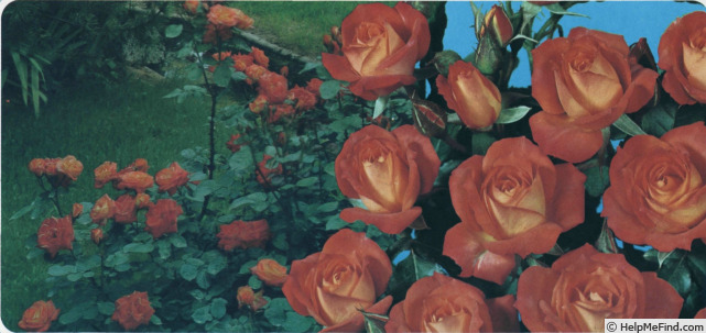 'Prince Igor' rose photo