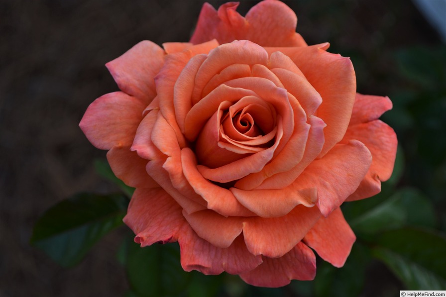 'Apricot Princess' rose photo