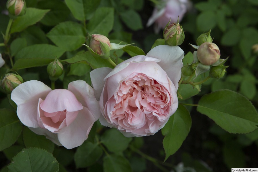 'Ambridge Rose ®' rose photo
