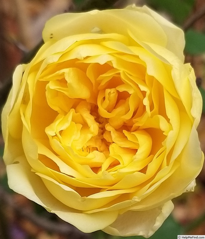 'Molineux' rose photo