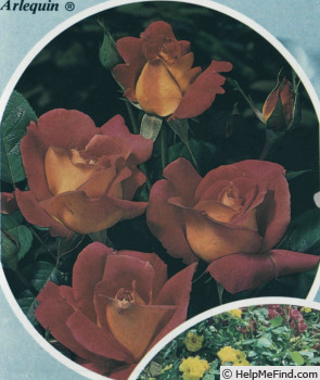'Decor Arlequin' rose photo