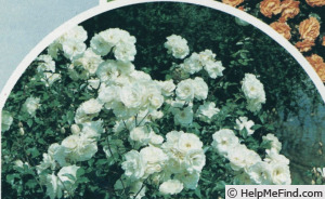 'Schneewittchen ® (floribunda, Kordes 1958)' rose photo