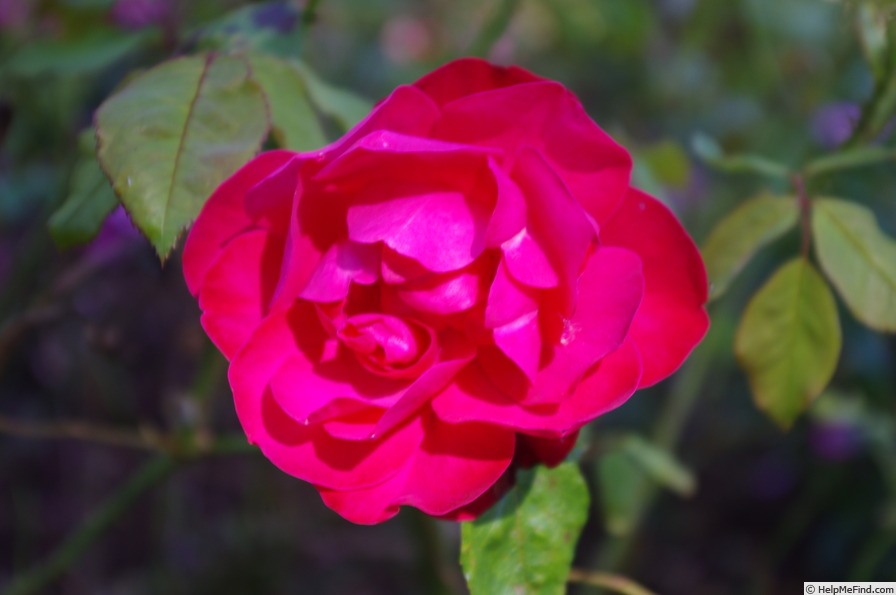 'Bengale Rouge (china, pre-1800)' rose photo