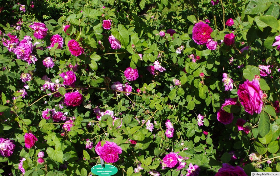 'Henri Foucquier' rose, click to enlarge 'Henri Foucquier' rose photo