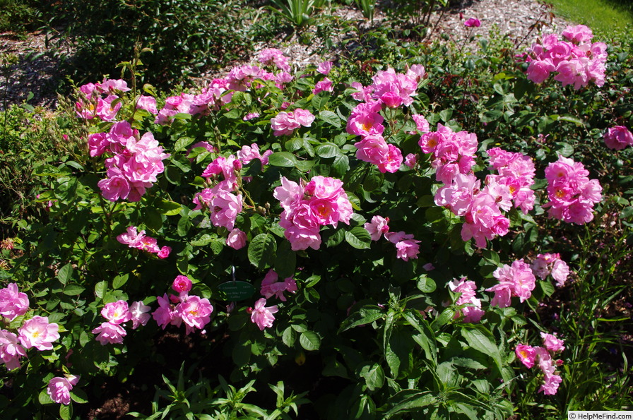 'Flora Mac Ivor' rose photo