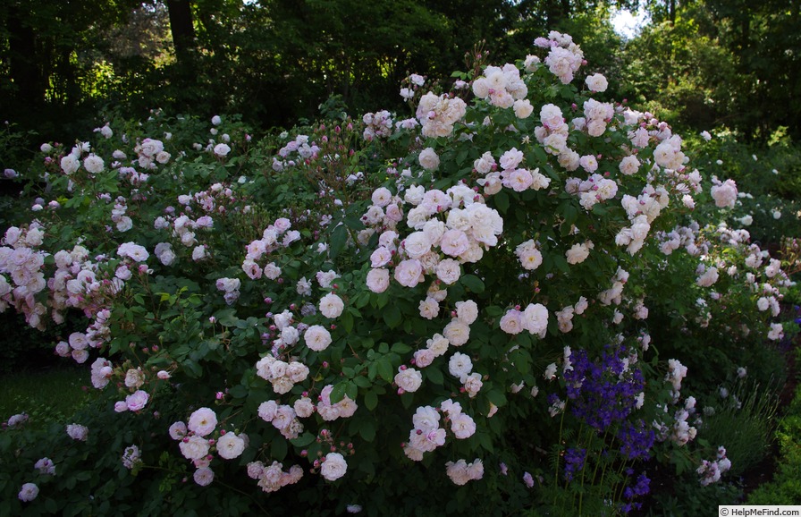 'Blush Noisette' rose photo