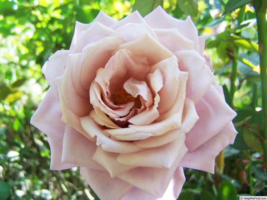 'Marion Ross' rose photo