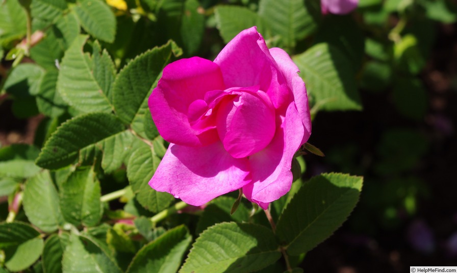 'Impératrice Joséphine (gallica, Descemet, 1815)' rose photo