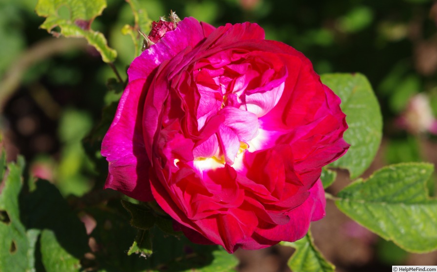 'Invincible (gallica, Miellez, 1819)' rose photo