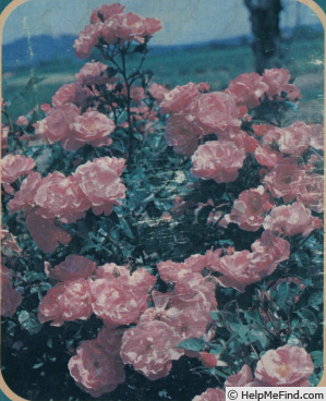 'IGA '83 München®' rose photo