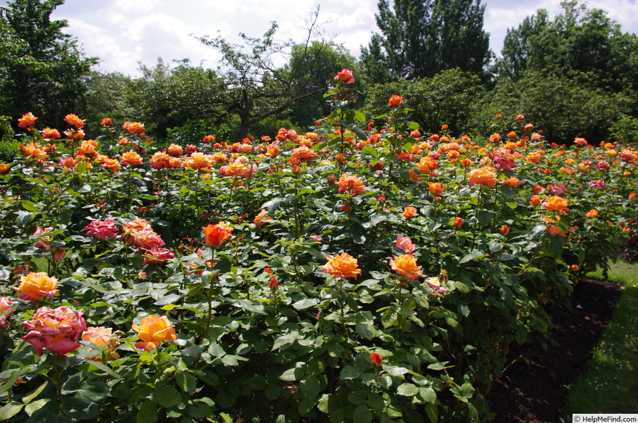 'Pensioner's Voice (floribunda, Fryer before 1987)' rose photo